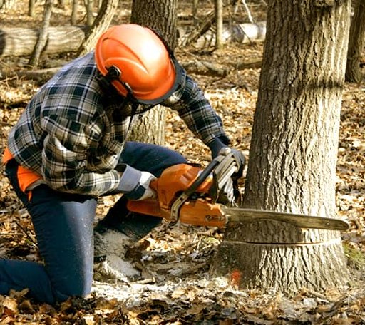 Tree Removal in Manakin Sabot, VA